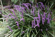 ヤブラン(薮蘭)