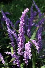 ヤブラン(薮蘭)