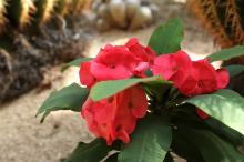 ハナキリン(花麒麟)