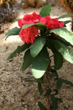 ハナキリン(花麒麟)