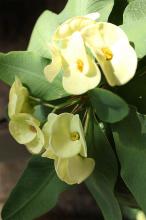 ハナキリン(花麒麟)