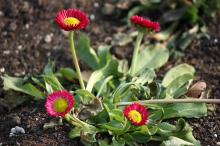 デージー/ヒナギク(赤)