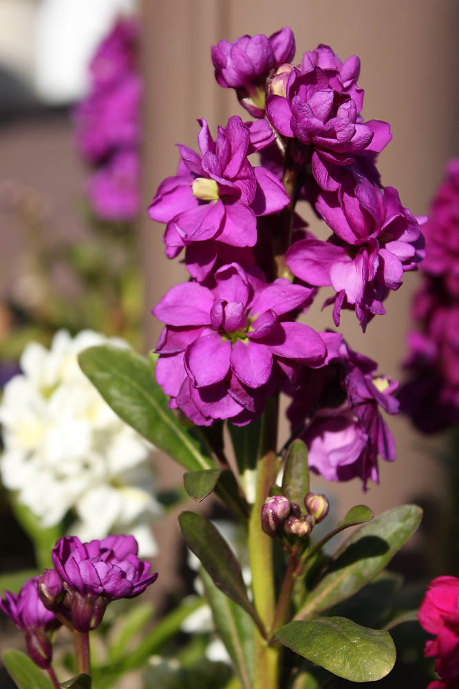 お花の写真集 ストック 紫
