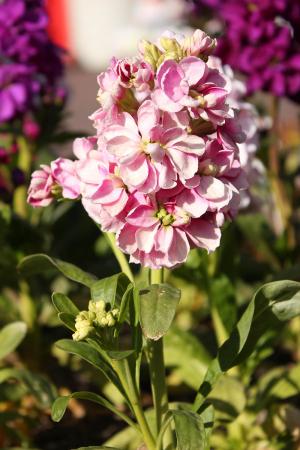 ストック(ピンク)