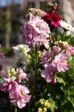 ストック(ピンク)