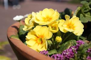 プリムラ・ジュリアン/ポリアンサ(黄色)