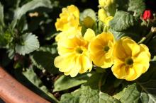 プリムラ・ジュリアン/ポリアンサ(黄色)