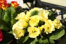 プリムラ・ジュリアン/ポリアンサ(黄色)