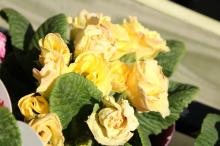 プリムラ・ジュリアン/ポリアンサ(黄色)