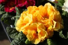 プリムラ・ジュリアン/ポリアンサ(黄色)