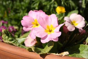 ジュリアン/ポリアンサ(ピンク)