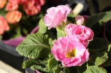 ジュリアン/ポリアンサ(ピンク)