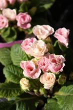 ジュリアン/ポリアンサ(ピンク)