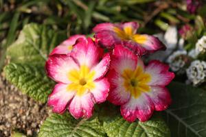 プリムラ・ジュリアン/ポリアンサ(赤)