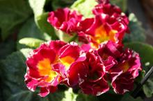 プリムラ・ジュリアン/ポリアンサ(赤)