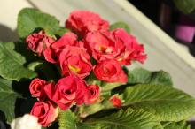 プリムラ・ジュリアン/ポリアンサ(赤)