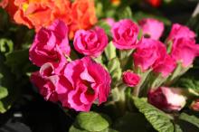 プリムラ・ジュリアン/ポリアンサ(赤)