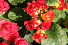 プリムラ・ジュリアン/ポリアンサ(赤)