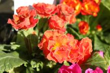 プリムラ・ジュリアン/ポリアンサ