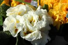 プリムラ・ジュリアン/ポリアンサ