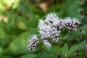 フジバカマ(藤袴)