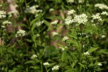 フジバカマ(藤袴)