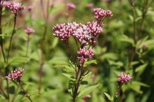 フジバカマ(藤袴)