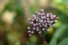 フジバカマ(藤袴)