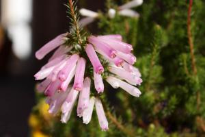 エリカ・ホワイトデライト