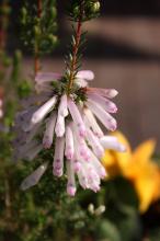 エリカ・ホワイトデライト