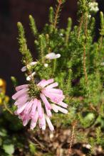 エリカ・ホワイトデライト