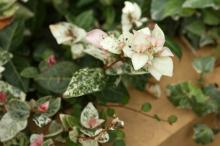 ハツユキカズラ(初雪葛)