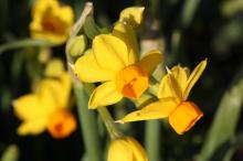 スイセン(黄色)