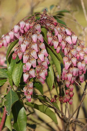 アセビ(馬酔木)