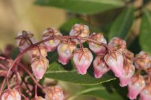 アセビ(馬酔木)