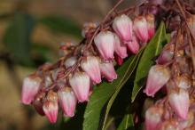 アセビ(馬酔木)