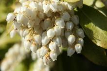 アセビ(馬酔木)