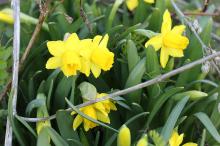 スイセン(黄色)