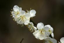 梅の花(白)