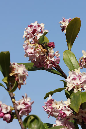 ジンチョウゲ(沈丁花)