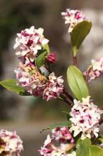 ジンチョウゲ(沈丁花)