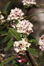 ジンチョウゲ(沈丁花)