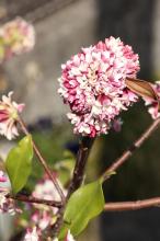 ジンチョウゲ(沈丁花)