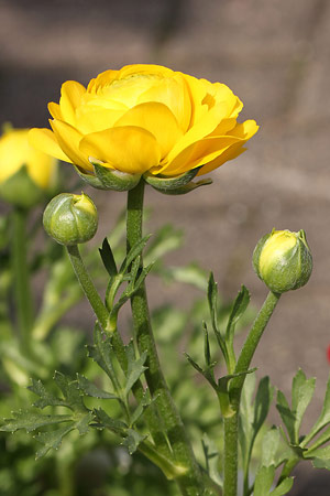 ラナンキュラス