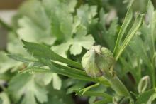 ラナンキュラス