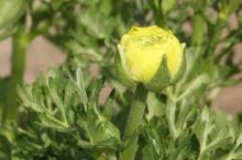 ラナンキュラス