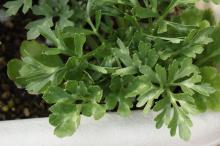 ラナンキュラス