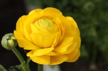 ラナンキュラス