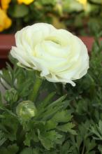 ラナンキュラス