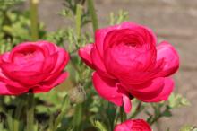 ラナンキュラス